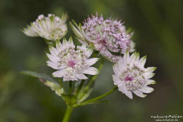 Große Sterndolde, Astrantia major, Doldenblütler (Apiaceae), Blütenstand, Mosnica-Tal, Triglav-Nationalpark, Slowenien