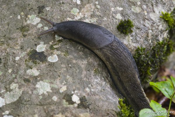 Schwarzer Schnegel, Limax cinereoniger, Egelschnecken (Limacidae), auf Kalkfelsen, Bohinjer See Wocheiner See, Slowenien