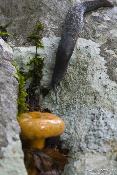 Schwarzer Schnegel, Limax cinereoniger, Egelschnecken (Limacidae), auf Kalkfelsen, frisst an Pilz, Bohinjer See Wocheiner See, Slowenien