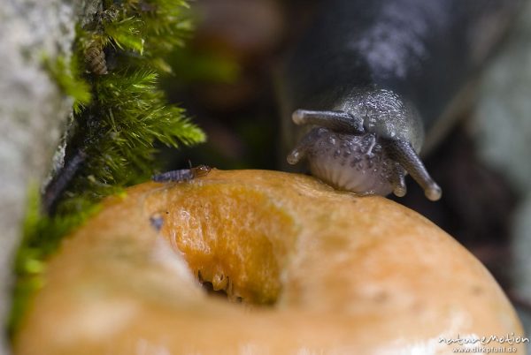 Schwarzer Schnegel, Limax cinereoniger, Egelschnecken (Limacidae), frisst an Pilz, Radula (Raspelzunge), Bohinjer See Wocheiner See, Slowenien