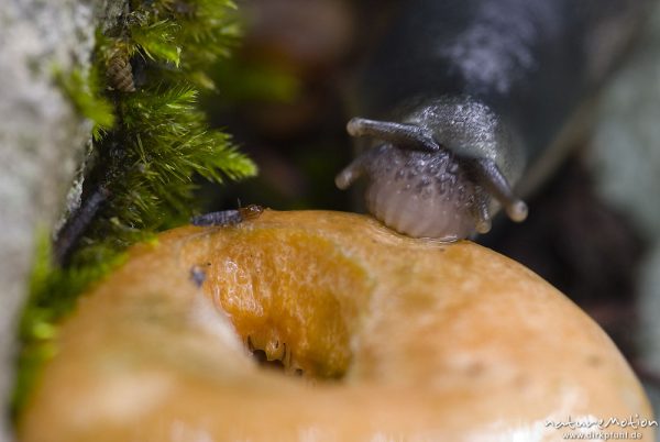 Schwarzer Schnegel, Limax cinereoniger, Egelschnecken (Limacidae), frisst an Pilz, Radula (Raspelzunge), Bohinjer See Wocheiner See, Slowenien