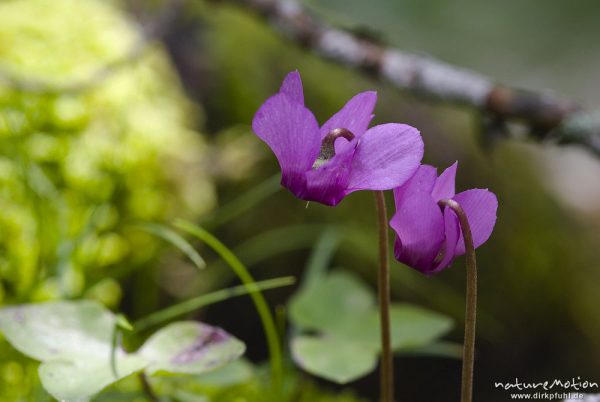 Europäisches Alpenveilchen, Cyclamen purpurascens, Myrsinengewächse (Myrsinaceae), Blüten, Bohinjer See Wocheiner See, Slowenien