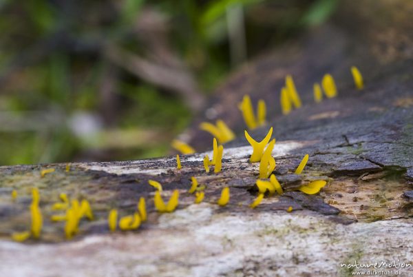 Gegabelter Nadelholz-Hörnling, Calocera furcata, Tränenpilzartige (Dacrymycetaceae), auf Kiefernstamm, Bohinjer See Wocheiner See, Slowenien