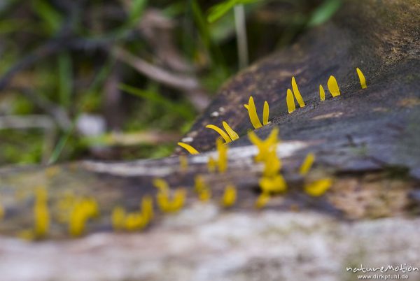 Gegabelter Nadelholz-Hörnling, Calocera furcata, Tränenpilzartige (Dacrymycetaceae), auf Kiefernstamm, Bohinjer See Wocheiner See, Slowenien