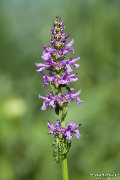 Echter Ziest, Heil-Ziest, Stachys officinalis, Lippenblütler (Lamiaceae), Blütenstand, Bohinjer See Wocheiner See, Slowenien