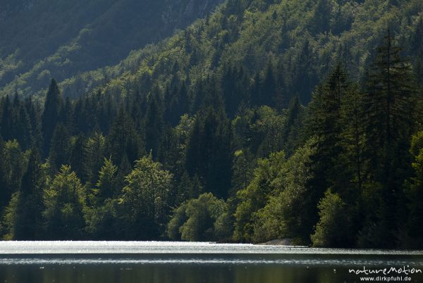 Hangwald, bewaldete, steil abfallende Seeufer, Lichtreflexe auf Seeoberfläche, Bohinjer See Wocheiner See, Slowenien