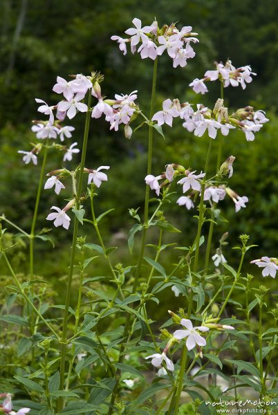 Gewöhnliches Seifenkraut, Echtes Seifenkraut, Saponaria officinalis, Nelkengewächse (Caryophyllaceae), ganze Pflanze, Bohinjer See Wocheiner See, Slowenien