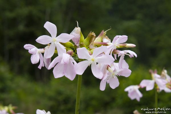 Gewöhnliches Seifenkraut, Echtes Seifenkraut, Saponaria officinalis, Nelkengewächse (Caryophyllaceae), Blütenstand, Bohinjer See Wocheiner See, Slowenien