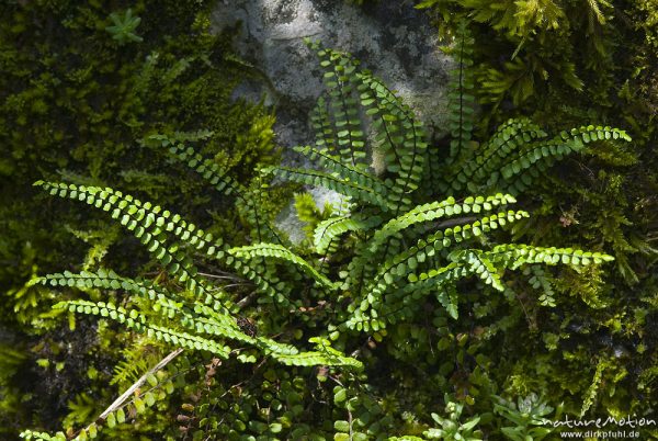 Braunstieliger Streifenfarn, Asplenium trichomanes, Aspleniaceae, an Kalkfelsen zwischen Moosen, Bohinjer See Wocheiner See, Slowenien