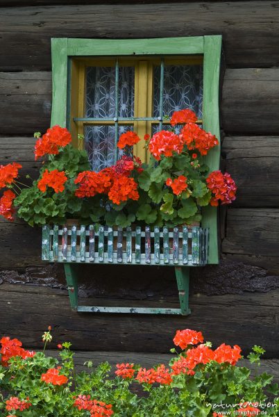 Fenster mit Blumenkasten, hölzernes Blockhaus, Geranien, Bohinjer See Wocheiner See, Slowenien
