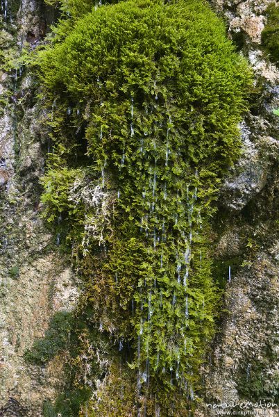 Gemeines Starknervmoos, Palustriella commutata, Cratoneuron commutatum, Amblystegiaceae, an kleinem Wasserfall auf Kalkfelsen, Bohinjer See Wocheiner See, Slowenien