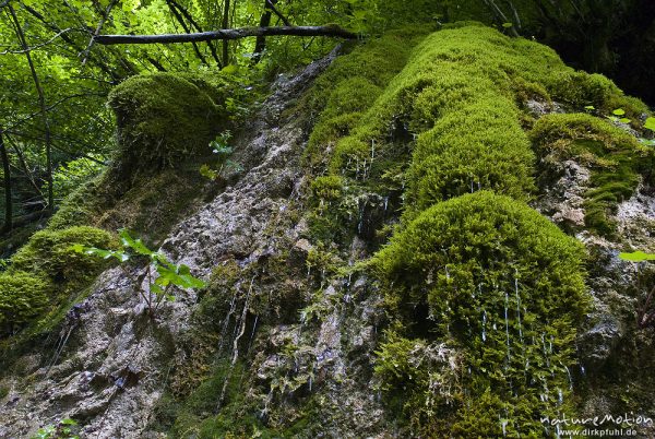 Gemeines Starknervmoos, Palustriella commutata, Cratoneuron commutatum, Amblystegiaceae, an kleinem Wasserfall auf Kalkfelsen, Bohinjer See Wocheiner See, Slowenien