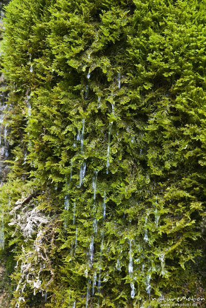 Gemeines Starknervmoos, Palustriella commutata, Cratoneuron commutatum, Amblystegiaceae, an kleinem Wasserfall auf Kalkfelsen, Bohinjer See Wocheiner See, Slowenien
