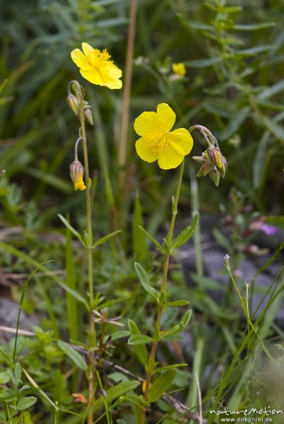 Großblüten-Sonnenröschen, Helianthemum grandiflorum, Zistrosengewächse (Cistaceae), oder Gelber Lein, Linum flavum, Leingewächse (Linaceae), Bohinjer See Wocheiner See, Slowenien