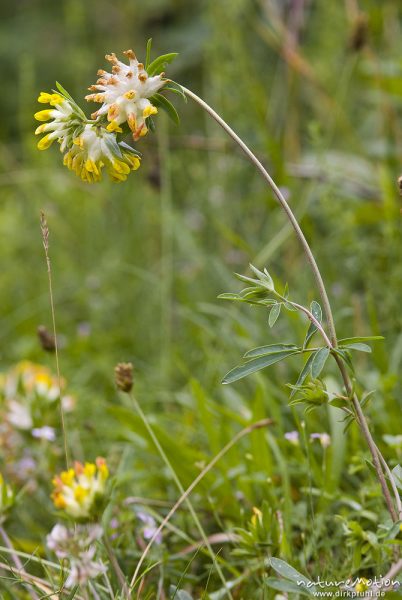 Wundklee, Anthyllis vulneraria, Hülsenfrüchtler (Fabaceae), Bohinjer See Wocheiner See, Slowenien