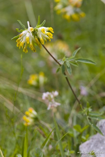 Wundklee, Anthyllis vulneraria, Hülsenfrüchtler (Fabaceae), Bohinjer See Wocheiner See, Slowenien