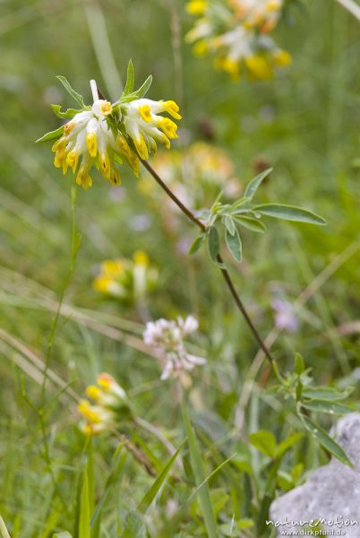 Wundklee, Anthyllis vulneraria, Hülsenfrüchtler (Fabaceae), Bohinjer See Wocheiner See, Slowenien