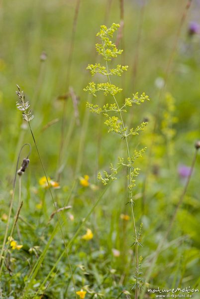 Echtes Labkraut, Galium verum, Rötegewächse (Rubiaceae), Bohinjer See Wocheiner See, Slowenien