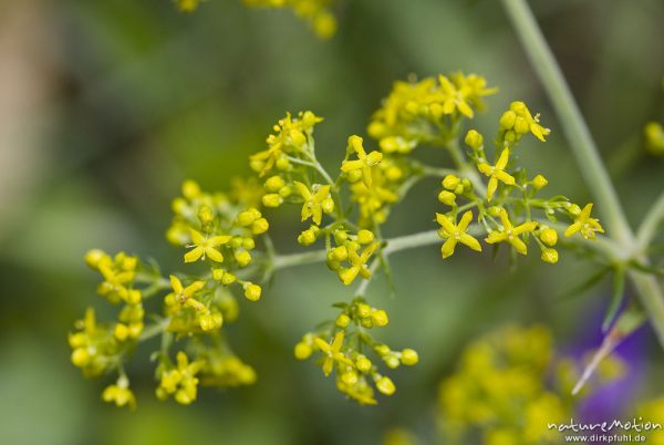 Echtes Labkraut, Galium verum, Rötegewächse (Rubiaceae), Blüten, Bohinjer See Wocheiner See, Slowenien