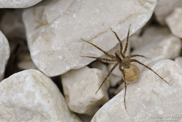 Trauerwolfsspinne, Pardosa lugubris, Wolfspinnen (Lycosidae), Weibchen mit Eikokkon, Kalkfelsen an Bachmündung, Bohinjer See Wocheiner See, Slowenien