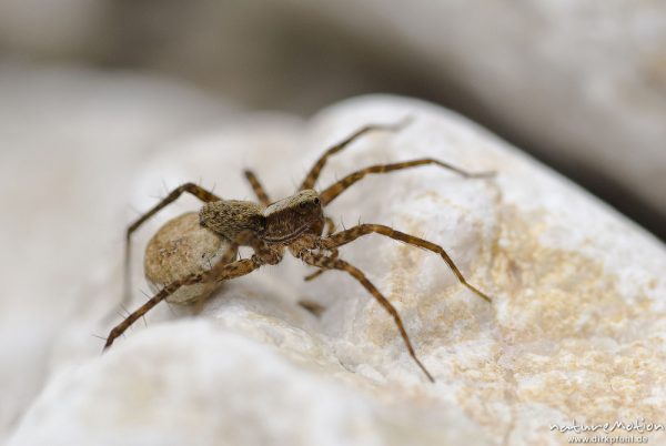 Trauerwolfsspinne, Pardosa lugubris, Wolfspinnen (Lycosidae), Weibchen mit Eikokkon, Kalkfelsen an Bachmündung, Bohinjer See Wocheiner See, Slowenien