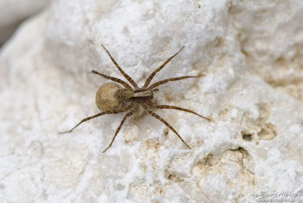 Trauerwolfsspinne, Pardosa lugubris, Wolfspinnen (Lycosidae), Weibchen mit Eikokkon, Kalkfelsen an Bachmündung, Bohinjer See Wocheiner See, Slowenien