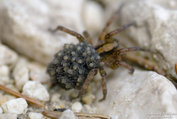 Pardosa miniata, Xerolycosa miniata, Wolfspinnen (Lycosidae), Weibchen, trägt Jungtiere auf dem Hinterleib, Bohinjer See Wocheiner See, Slowenien