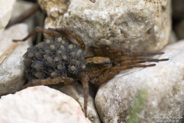 Pardosa miniata, Xerolycosa miniata, Wolfspinnen (Lycosidae), Weibchen, trägt Jungtiere auf dem Hinterleib, Bohinjer See Wocheiner See, Slowenien