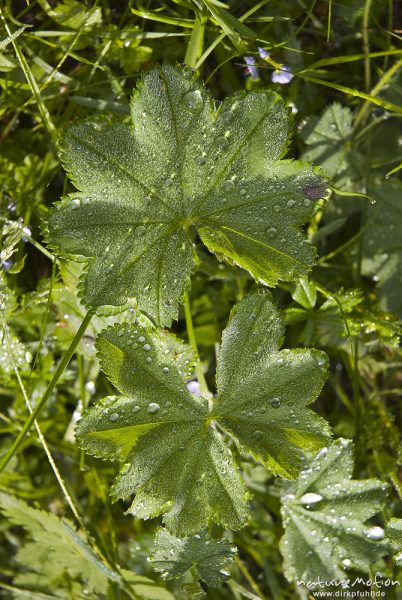 Gemeiner Frauenmantel, Alchemilla vulgaris, Rosaceae, Blätter mit Tautropfen, Triglav-Nationalpark, Slowenien