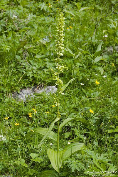 Weißer Germer, Veratrum album, Germergewächse (Melanthiaceae), Triglav-Nationalpark, Slowenien