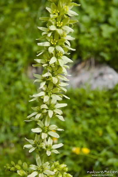 Weißer Germer, Veratrum album, Germergewächse (Melanthiaceae), Blütenstand, Triglav-Nationalpark, Slowenien