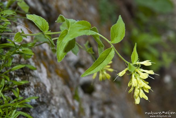 Gelbes Mänderle, Paederota lutea, Wegerichgewächse (Plantaginaceae), Triglav-Nationalpark, Slowenien