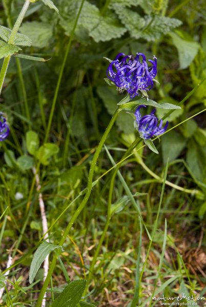 Kugelige Teufelskralle, Phyteuma orbiculare, Glockenblumengewächse (Campanulaceae), Triglav-Nationalpark, Slowenien