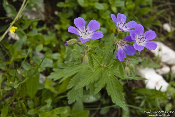 Wald-Storchschnabel, Geranium sylvaticum, Geraniaceae, Triglav-Nationalpark, Slowenien