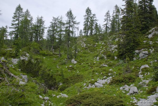 Bergwald und Kalkfelsen, Triglav-Nationalpark, Slowenien