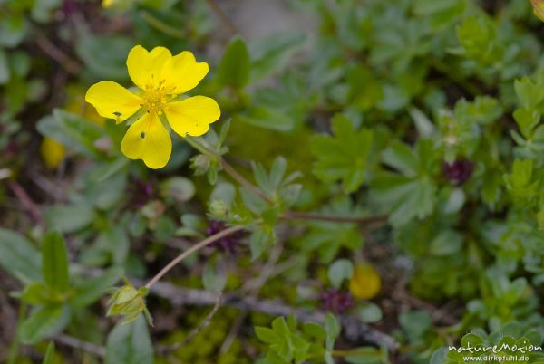 Gold-Fingerkraut, Potentilla aurea, Rosengewächse (Rosaceae), (unsicher), Triglav-Nationalpark, Slowenien