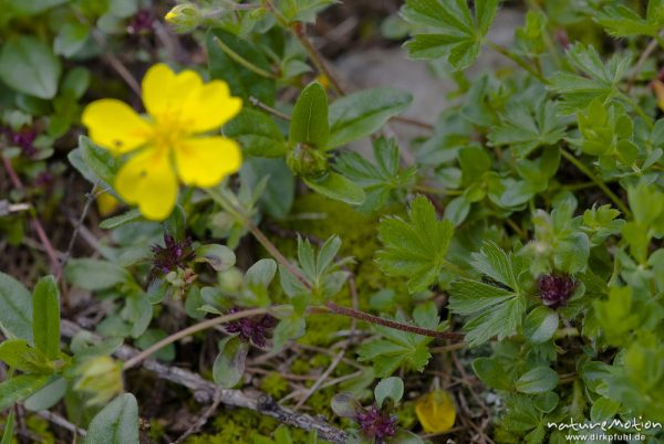 Gold-Fingerkraut, Potentilla aurea, Rosengewächse (Rosaceae), (unsicher), Triglav-Nationalpark, Slowenien