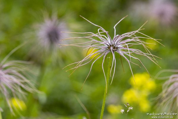 Gewöhnliche Kuhschelle, Pulsatilla vulgaris, Ranunculaceae, Fruchtstand, Triglav-Nationalpark, Slowenien