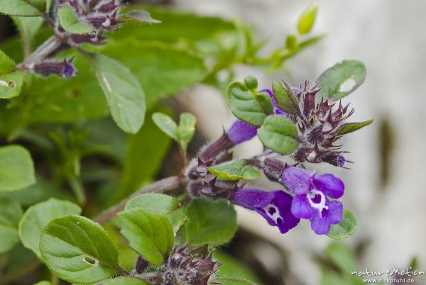 Alpen-Steinquendel, Stein-Bergminze, Acinos alpinus, Lippenblütler (Lamiaceae), Triglav-Nationalpark, Slowenien