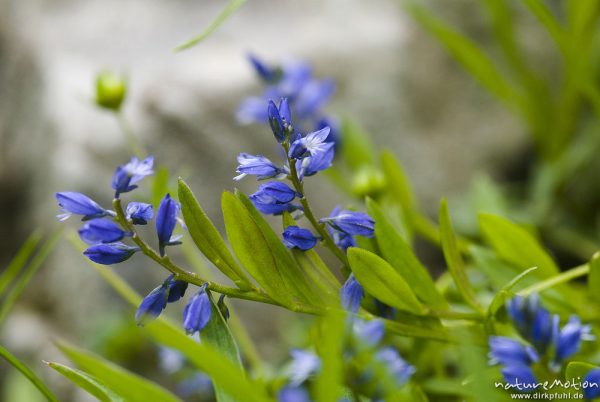 Sumpf-Kreuzblume, Bitteres Kreuzblümchen, Polygala amarella), Kreuzblumengewächse (Polygalaceae), Fichtenwald, Triglav-Nationalpark, Triglav Nationalpark, Slowenien