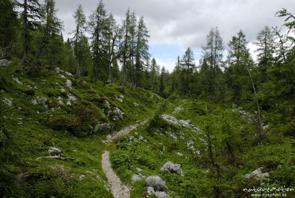 Wanderweg durch den Bergwald, Triglav-Nationalpark, Slowenien