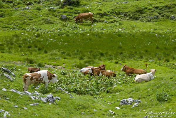 Hausrind, Bos taurus, Bovidae, kleine Herde mit Stier auf Almwiese, Planina Ovcarija, Triglav-Nationalpark, Slowenien