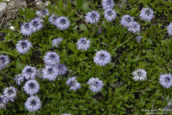 Nackstängelige Kugelblume, Globularia nudicaulis, Wegerichgewächse (Plantaginaceae), Triglav-Nationalpark, Slowenien