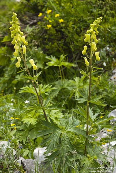 Wolfs-Eisenhut, Gelber Eisenhut, Aconitum lycoctonum, Hahnenfußgewächse (Ranunculaceae), Triglav-Nationalpark, Slowenien
