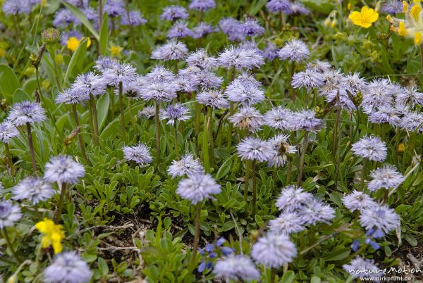 Nackstängelige Kugelblume, Globularia nudicaulis, Wegerichgewächse (Plantaginaceae), Triglav-Nationalpark, Slowenien