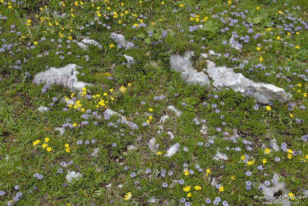 Bergwiese mit Nackstängelige Kugelblume, Globularia nudicaulis, Wegerichgewächse (Plantaginaceae), Triglav-Nationalpark, Slowenien