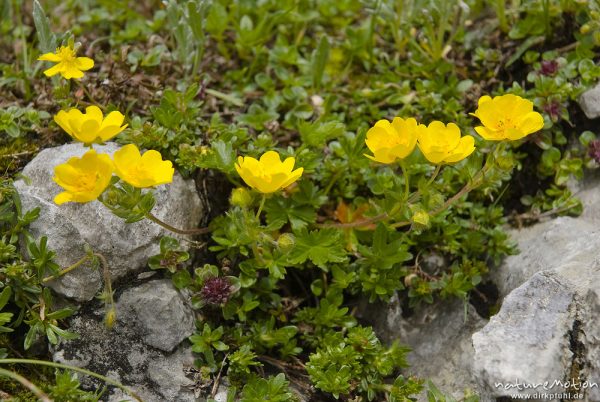 Gold-Fingerkraut, Potentilla aurea, Rosengewächse (Rosaceae), (unsicher), Triglav-Nationalpark, Slowenien