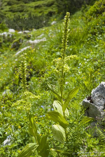 Weißer Germer, Veratrum album, Germergewächse (Melanthiaceae), Triglav-Nationalpark, Slowenien