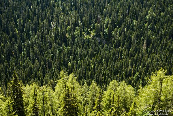 Lärchen und Fichtenwald, Baumsilhouetten, Triglav-Nationalpark, Slowenien