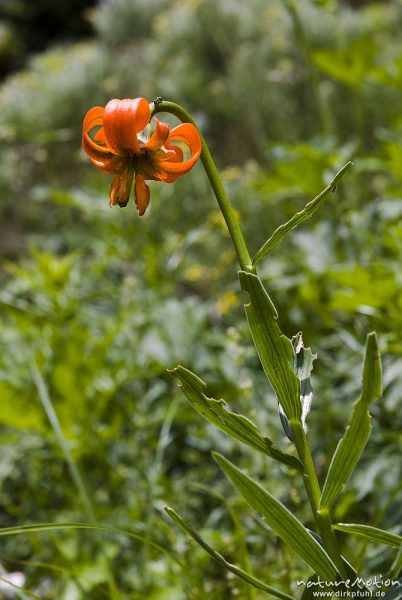 Krainer Lilie, Lilium carniolicum, Liliengewächse (Liliaceae), bewachsener Hang, Tal der sieben Seen, Triglav-Nationalpark, Slowenien